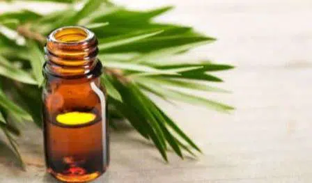 2 Manfaat Tea Tree Oil untuk Hilangkan Ketombe