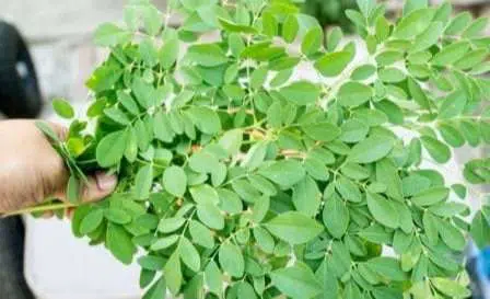 5 Manfaat Menakjubkan Daun Kelor untuk Kesehatan