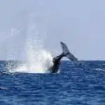 Jepang Ikuti Jejak Islandia dan Norwegia, Lanjutkan Perburuan Ikan Paus
