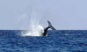 Jepang Ikuti Jejak Islandia dan Norwegia, Lanjutkan Perburuan Ikan Paus