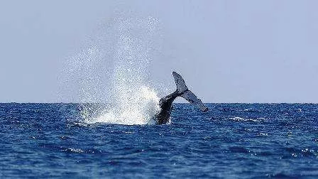 Jepang Ikuti Jejak Islandia dan Norwegia, Lanjutkan Perburuan Ikan Paus