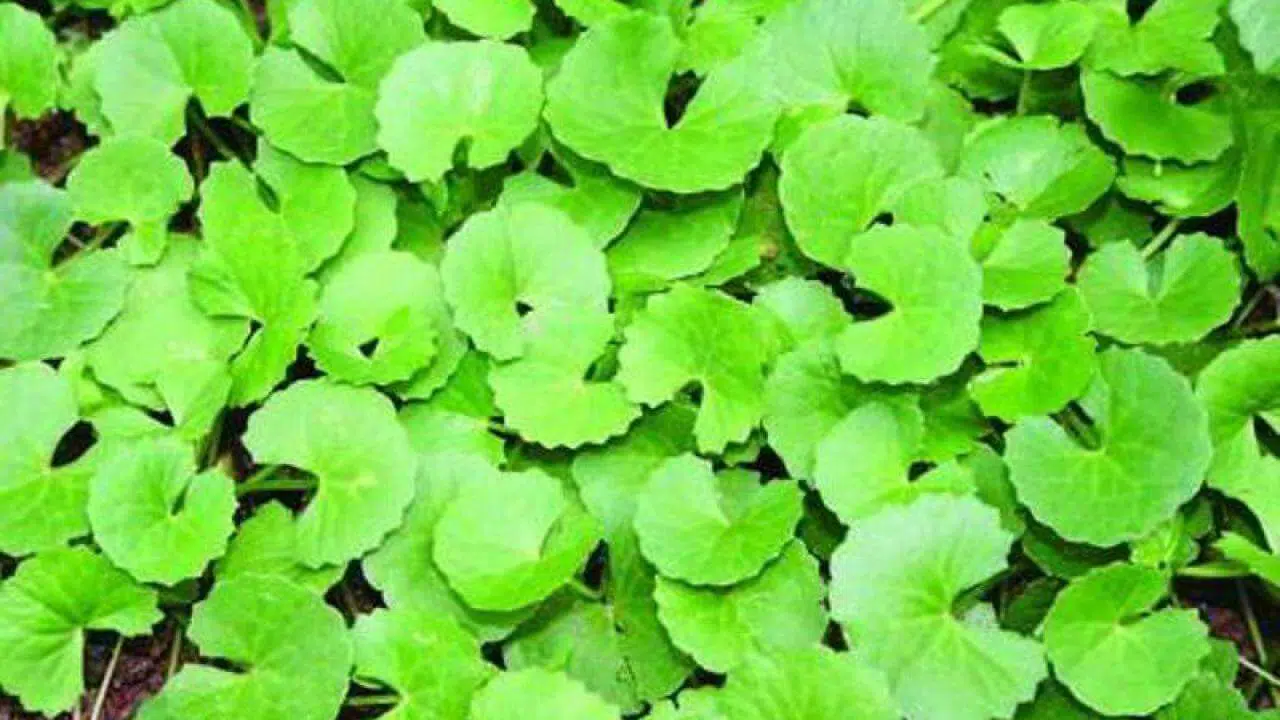Khasiat Daun Pegagan