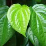 Daun Sirih, Si Hijau yang Punya 7 Khasiat untuk Kecantikan