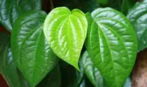 daun sirih