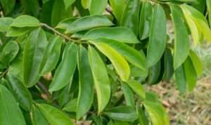 Ini Manfaat Daun Sirsak Untuk Kesehatan