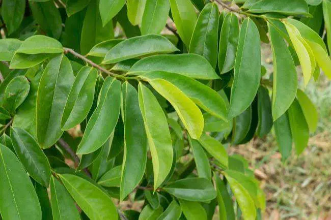 manfaat daun sirsak
