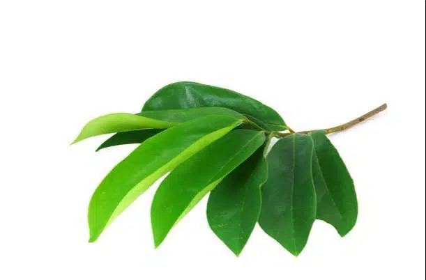 gambar daun sirsak
