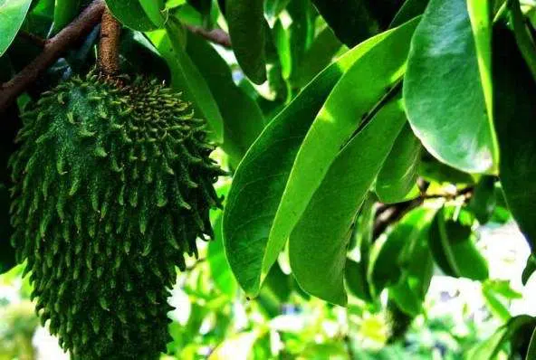 khasiat daun sirsak untuk kesehatan