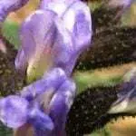 Bakuchiol, Bahan Anti-Aging yang Aman Bagi Kulit