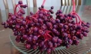 Bantu Cepat Hamil, Ini 5 Manfaat Lain Buah Parijoto Khas Gunung Muria