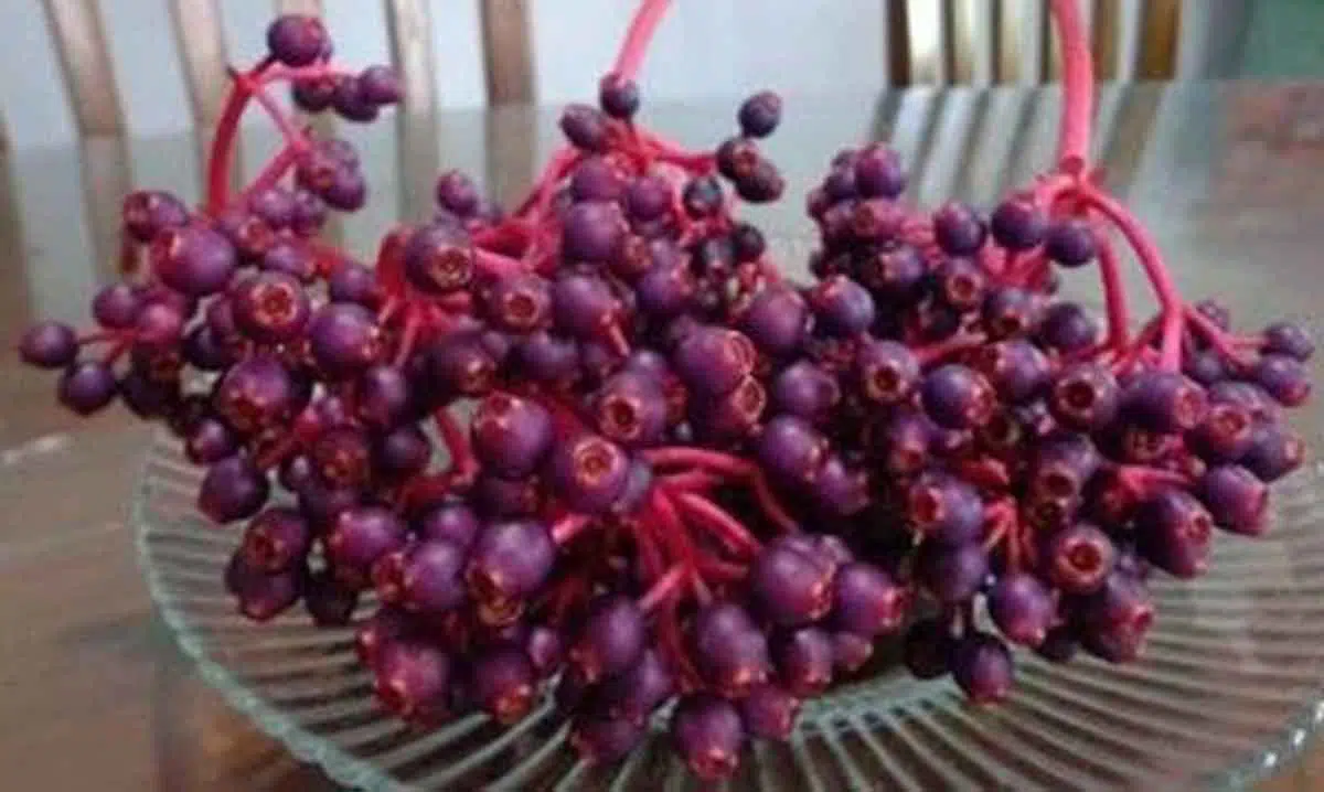 Bantu Cepat Hamil, Ini 5 Manfaat Lain Buah Parijoto Khas Gunung Muria