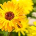 Ladies, Ini 6 Manfaat Bunga Calendula bagi Kecantikan Kulit