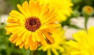 Ladies, Ini 6 Manfaat Bunga Calendula bagi Kecantikan Kulit