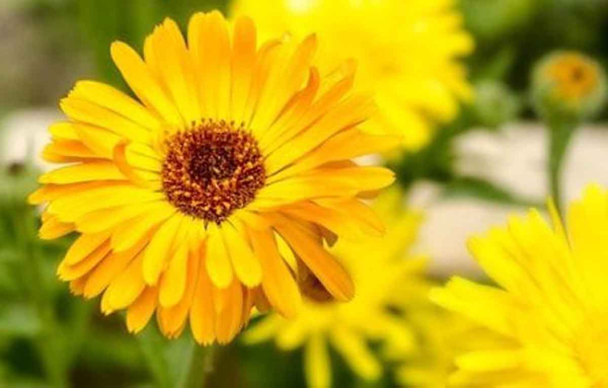 Ladies, Ini 6 Manfaat Bunga Calendula bagi Kecantikan Kulit