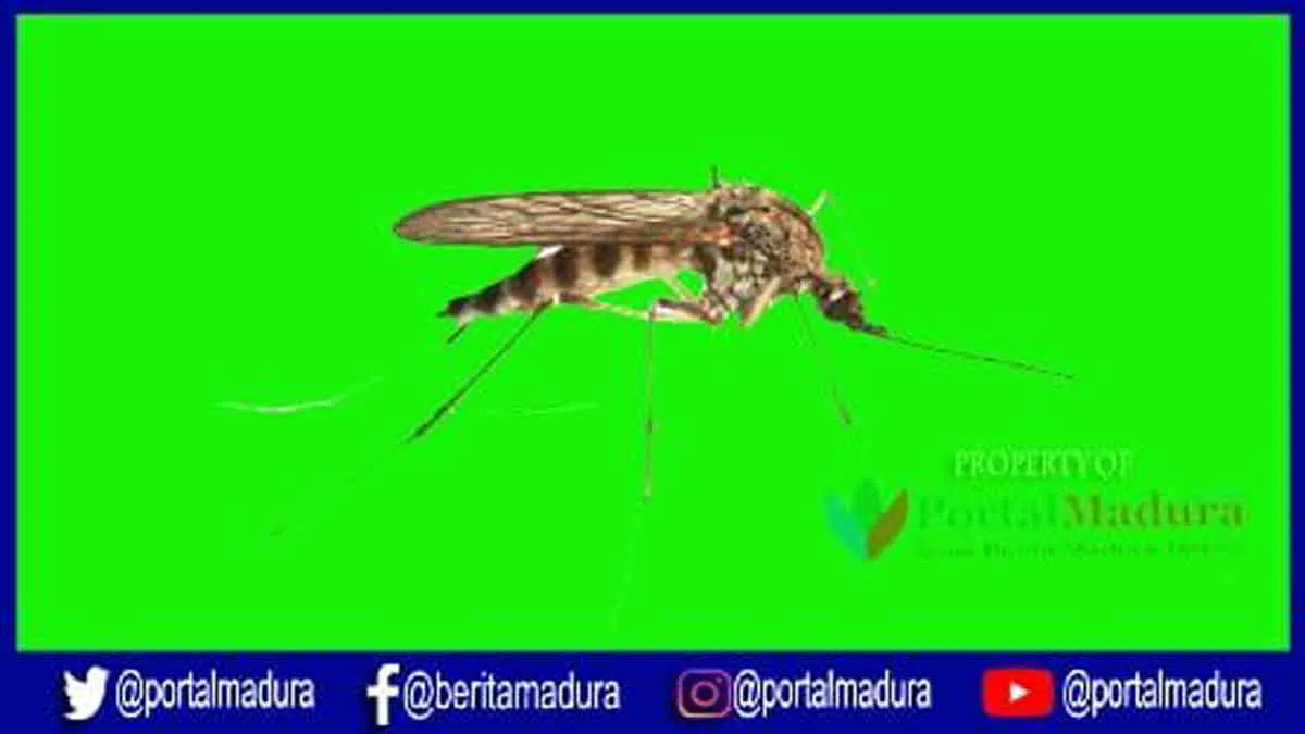 Delapan Warga Bangkalan Positif DBD