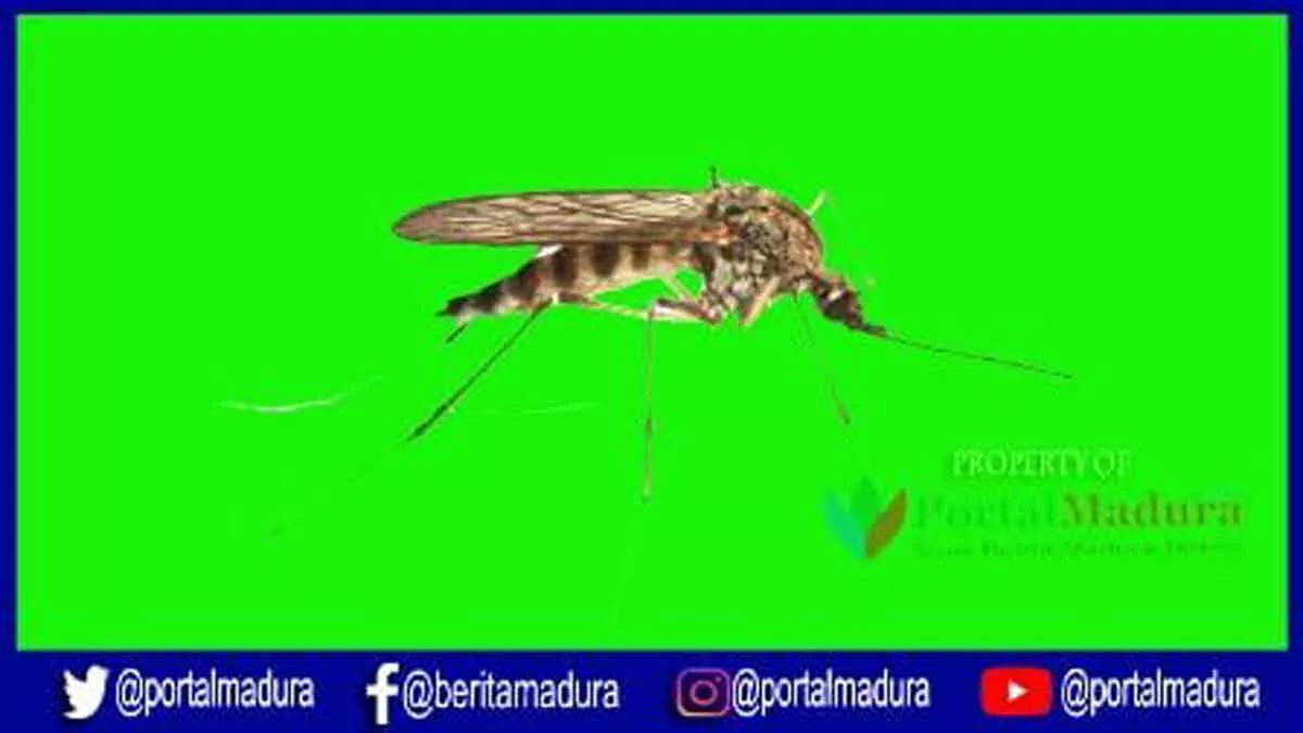 Banjir Landa Pamekasan, Dinkes Minta Warga Waspada Demam Berdarah