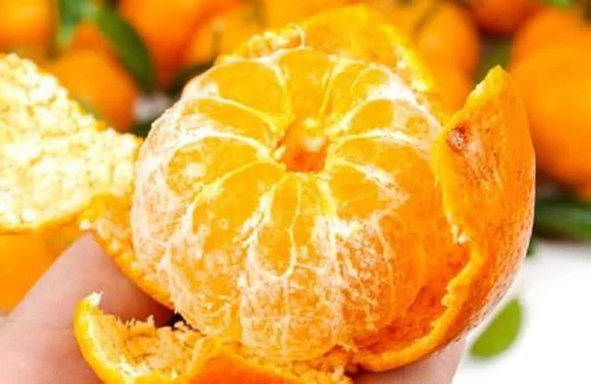 Cegah DBD dengan Konsumsi 6 Makanan Ini