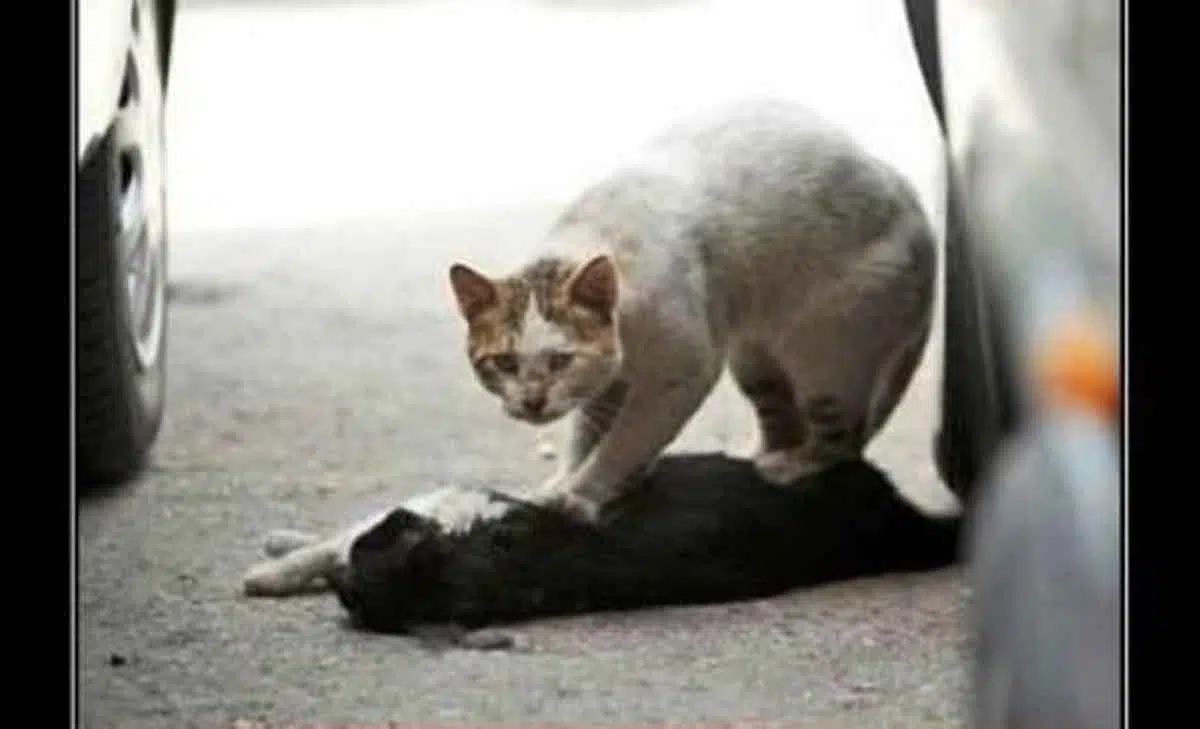 Menabrak Kucing Bikin Sial Ini Penjelasannya dalam Islam