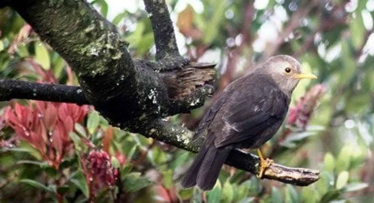 Ngeri, Ternyata Ini 3 Makhluk Mistis Penunggu Gunung Lawu