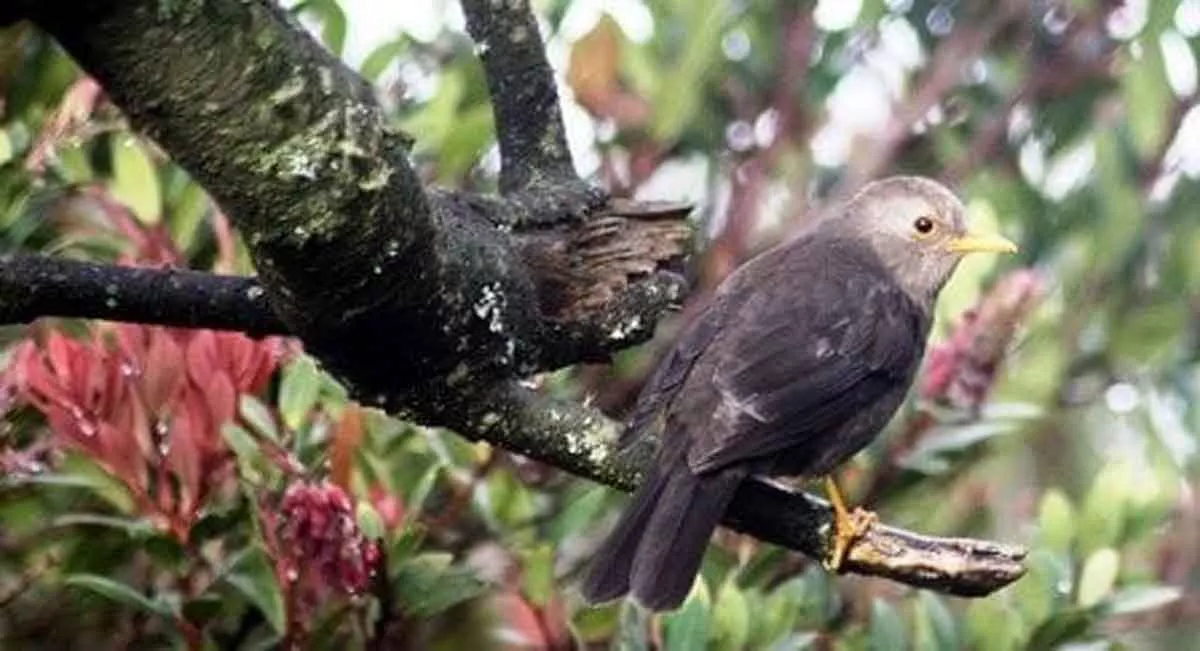 Ngeri, Ternyata Ini 3 Makhluk Mistis Penunggu Gunung Lawu