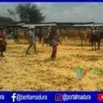 Warga Keluhkan Kondisi Pasar Hewan Sampang
