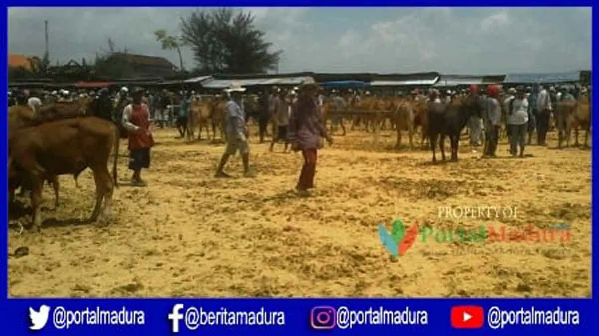 Warga Keluhkan Kondisi Pasar Hewan Sampang