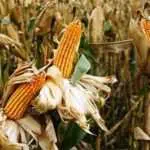 Pemkab Pamekasan Klaim Tanaman Jagung Musim Ini Diserang Hama