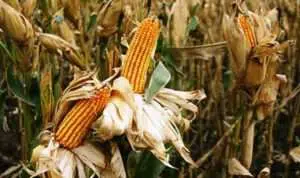 Pemkab Pamekasan Klaim Tanaman Jagung Musim Ini Diserang Hama