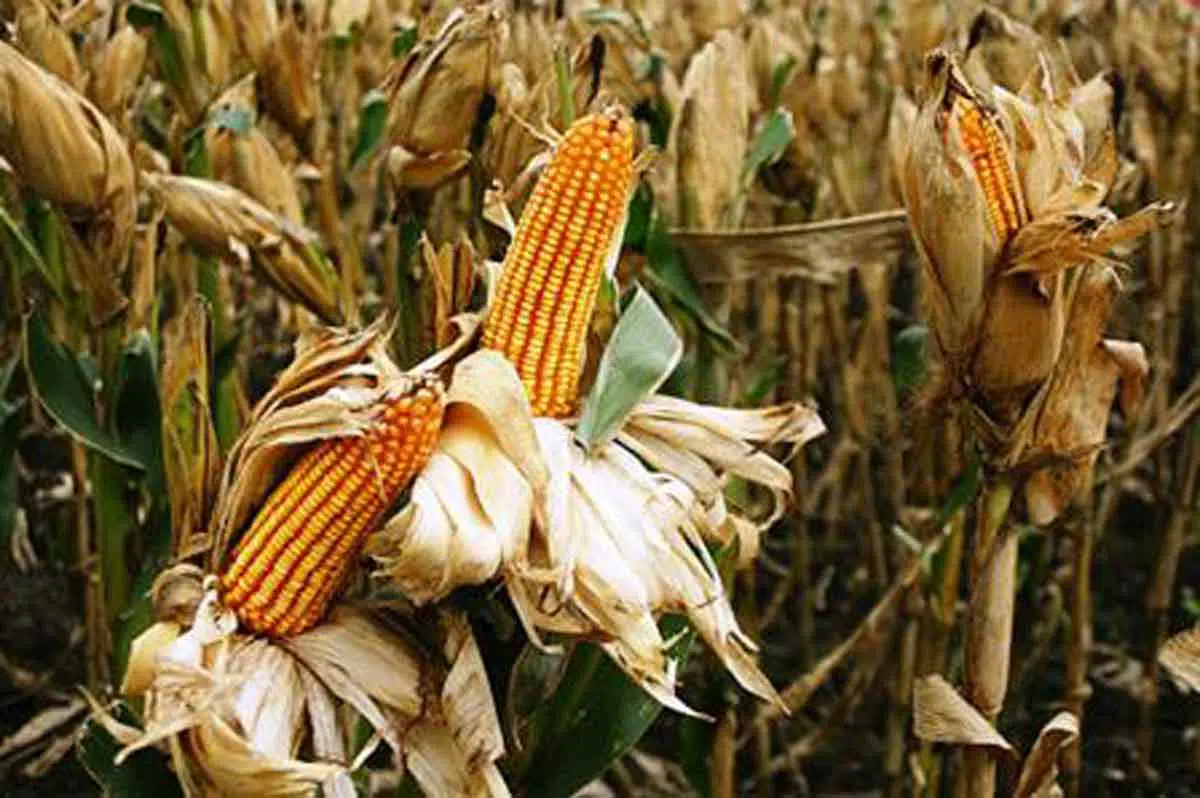Pemkab Pamekasan Klaim Tanaman Jagung Musim Ini Diserang Hama