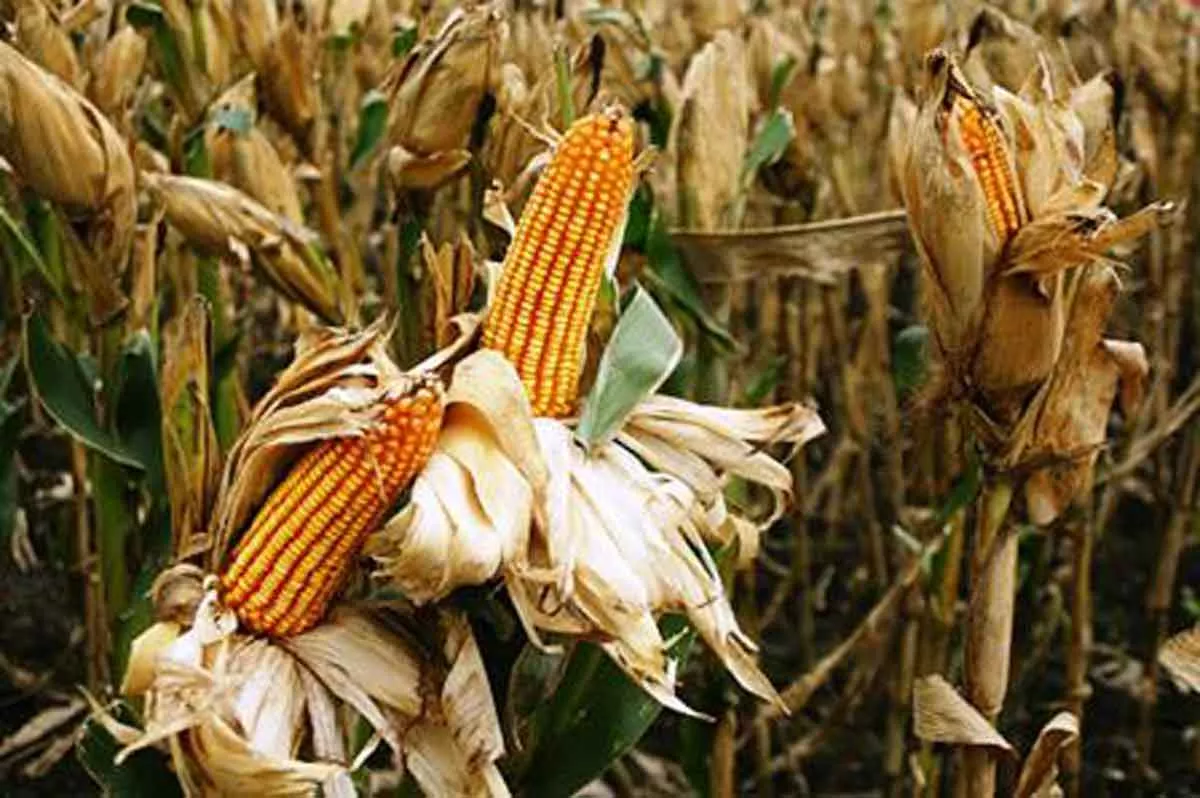 Pemkab Pamekasan Klaim Tanaman Jagung Musim Ini Diserang Hama