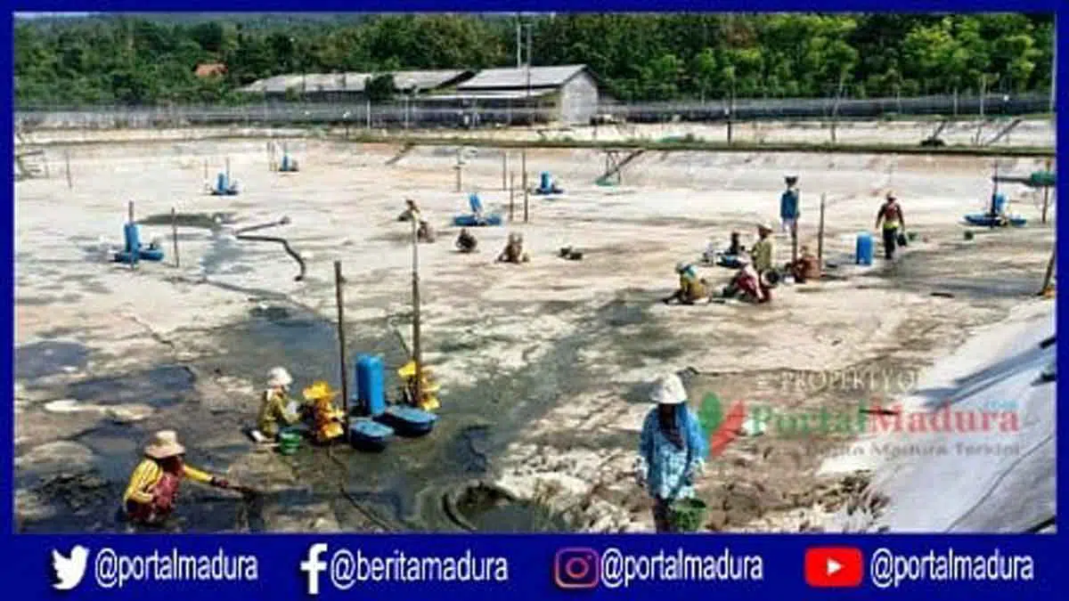 Pemkab Sumenep Tak Mampu Bendung Tambak Udang Ilegal