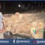 Polisi Sumenep Amankan Pelaku “Illegal Logging”