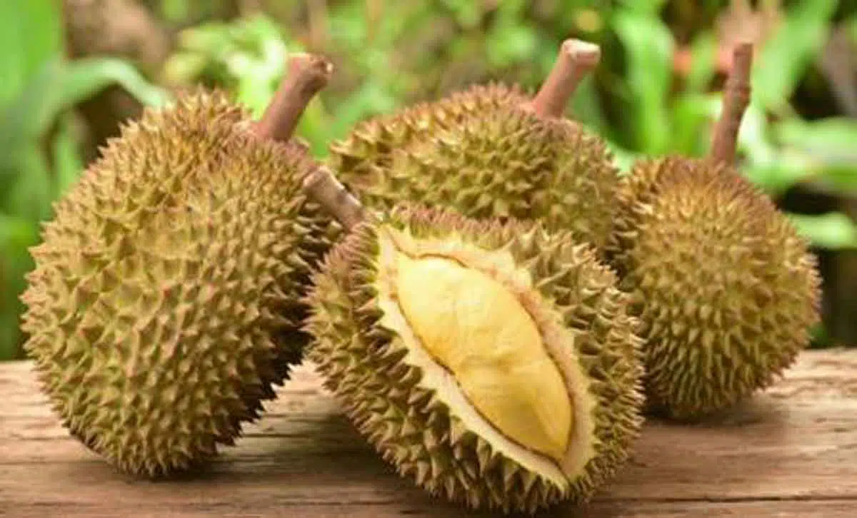 Studi: Ini Asal Usul Bau Tak Sedap pada Buah Durian