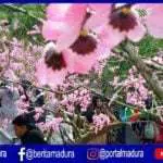 Wisata Bukit Toron Samalem “Serasa di Jepang”