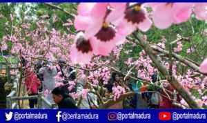 Wisata Bukit Toron Samalem "Serasa di Jepang"