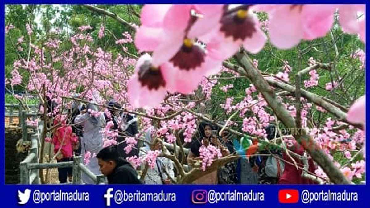 Wisata Bukit Toron Samalem Serasa Di Jepang Portalmadura Com