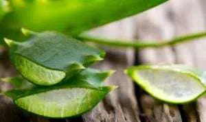Ladies, Cara Mudah Hilangkan Ketombe Membandel dengan Lidah Buaya