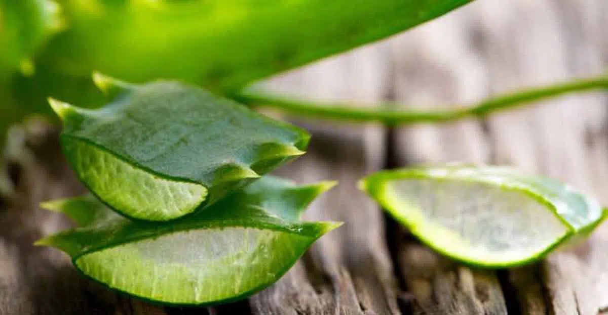 Ladies, Cara Mudah Hilangkan Ketombe Membandel dengan Lidah Buaya