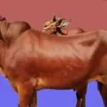 Pertahankan Sapi Khas Madura, Ini Yang Akan Dilakukan Pamekasan