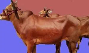 Pertahankan Sapi Khas Madura, Ini Yang Akan Dilakukan Pamekasan