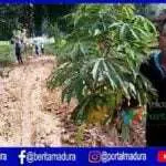 Warga Tanami Pohon Singkong di Jalan Penghubung Desa Berlumpur