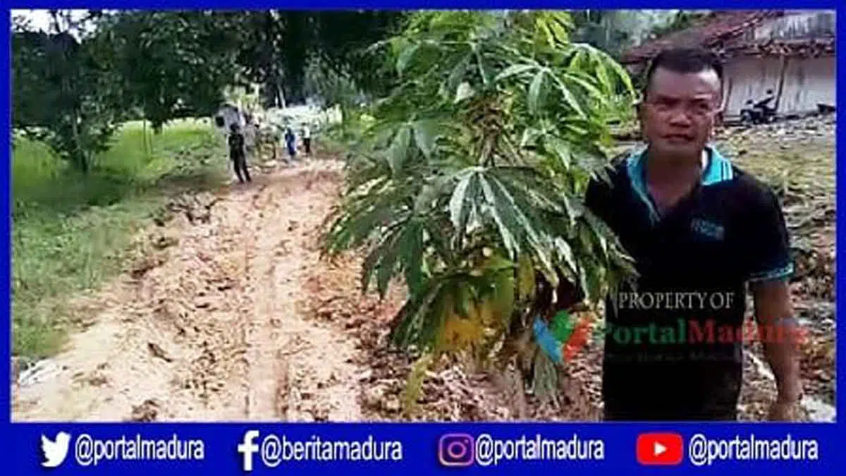 Warga Tanami Pohon Singkong di Jalan Penghubung Desa Berlumpur