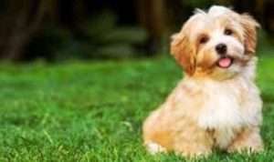 Bolehkan Umat Muslim Memelihara Anjing Ini Pembahasannya dalam Islam