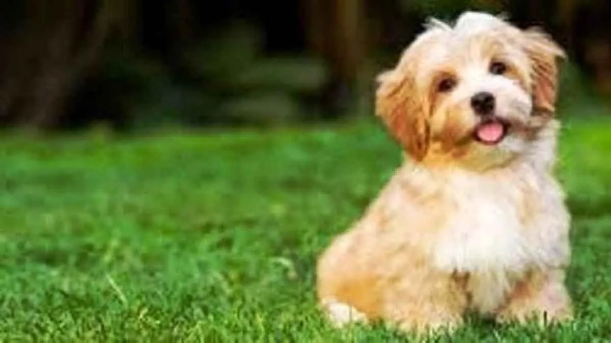 Bolehkan Umat Muslim Memelihara Anjing? Ini Pembahasannya dalam Islam