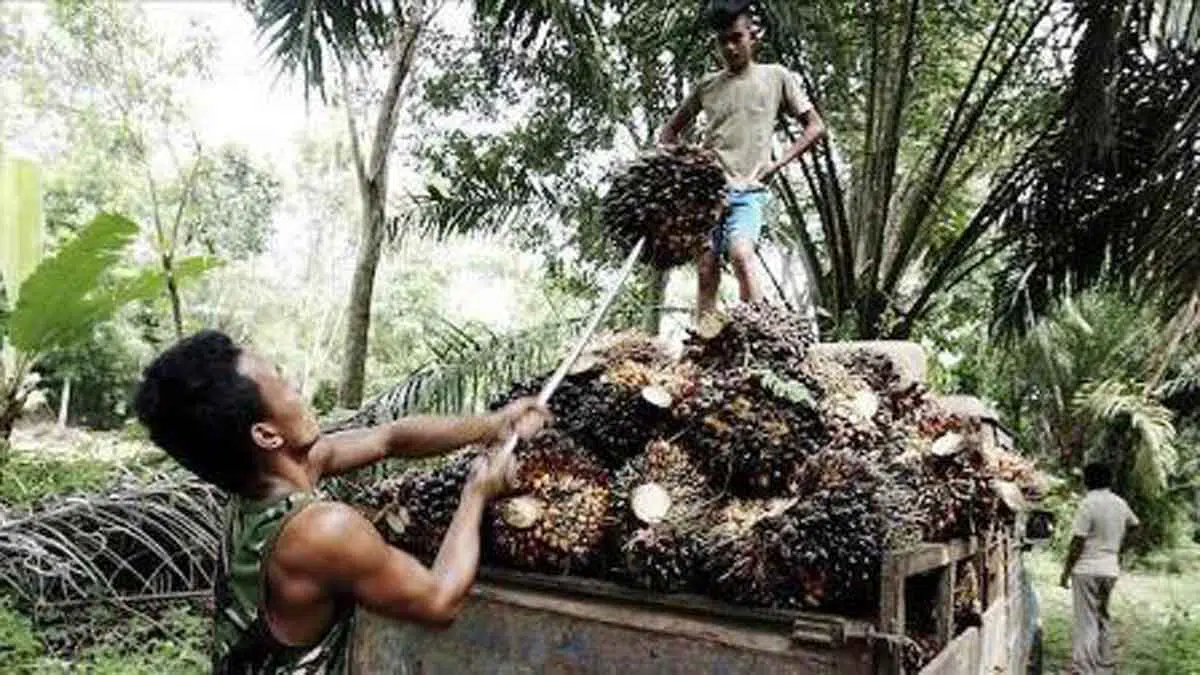 CPOPC UE punya pertimbangan tunda larangan sawit