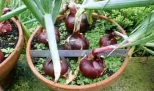 Cara Mudah Menanam Bawang Merah Kaya Manfaat di Pot