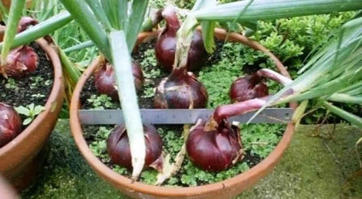 Cara Mudah Menanam Bawang Merah Kaya Manfaat di Pot