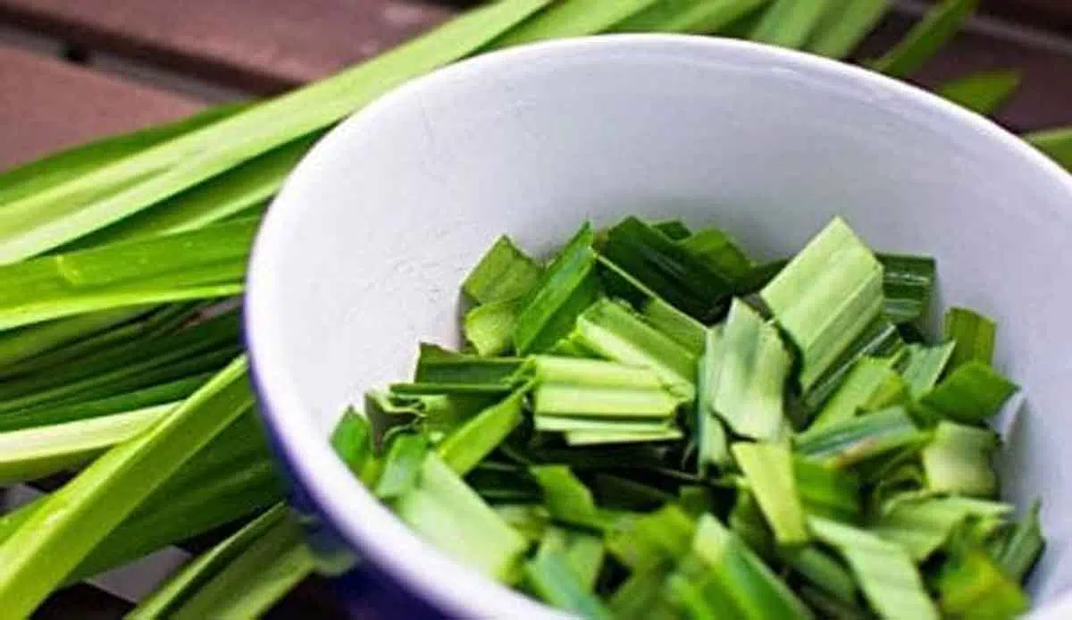 Daun Pandan, Si Hijau yang Ampuh Singkirkan Komedo Secara Alami