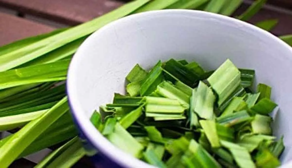 Daun Pandan, Si Hijau yang Ampuh Singkirkan Komedo Secara Alami