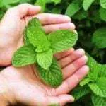 Kenali 6 Khasiat Daun Mint Bagi Kulit Berminyak dan Berjerawat